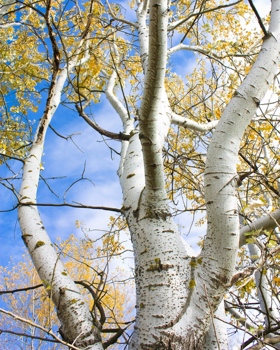 Silver birch: A tall, elegant tree with slender branches and delicate leaves, exuding a sense of grace and beauty.


