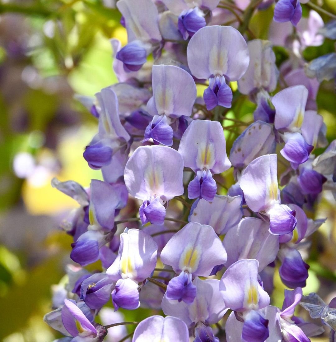 Close up of a wisteria flower with purple petals and white accents.
