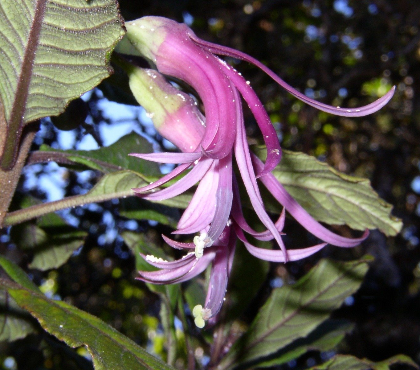 Purple ʻŌhāwai flower with delicate petals.