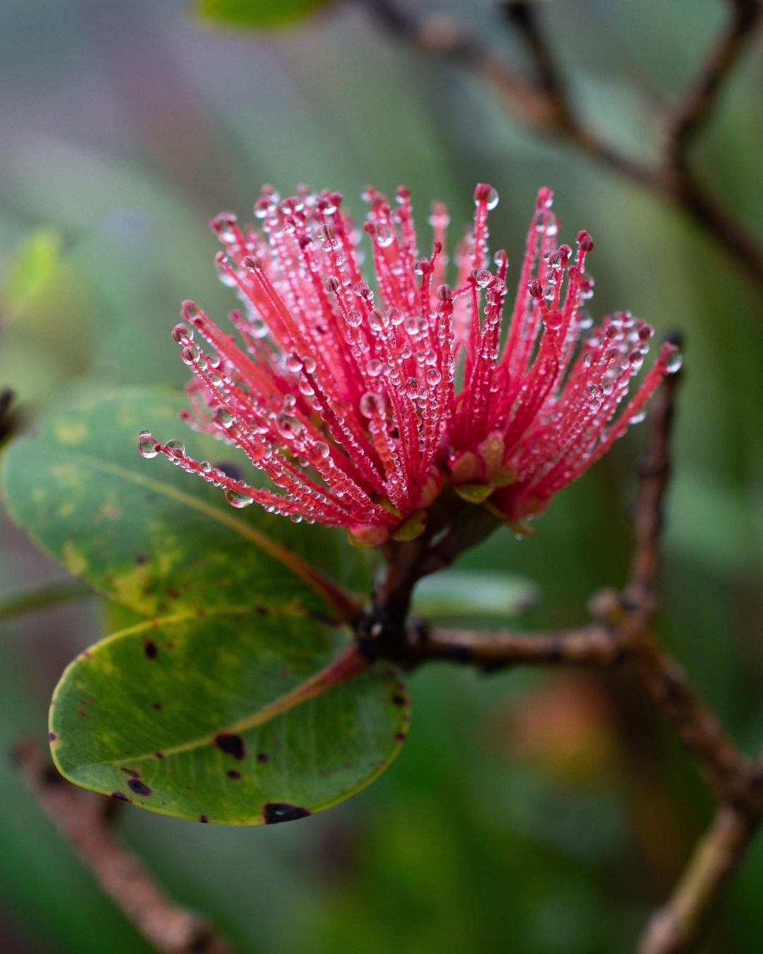 Close-up of a red ʻOhiʻa Lehua flower with glistening water droplets