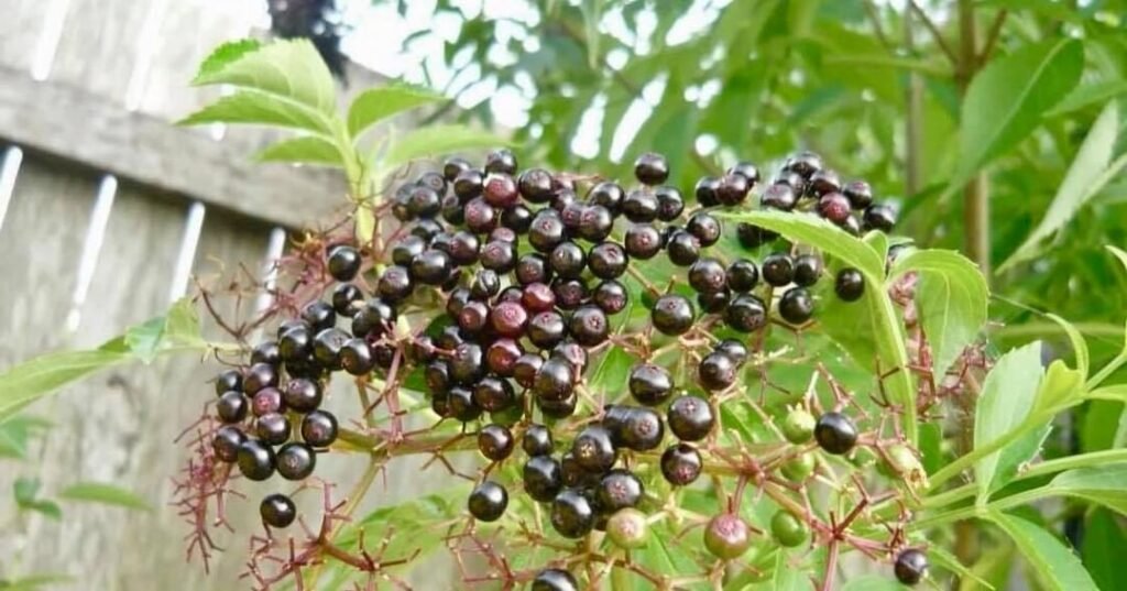 Black elderberries growing on a plant in a garden.