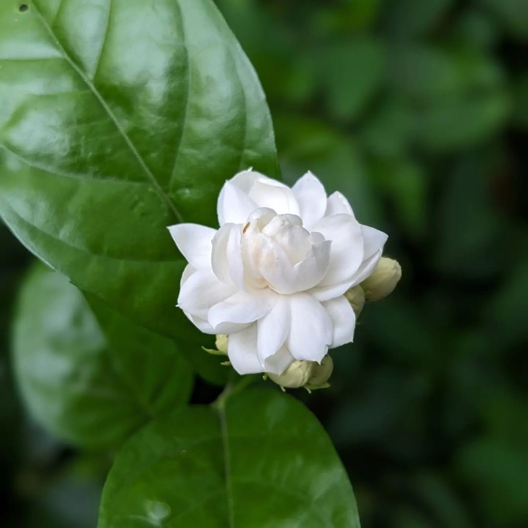 Jasmine flower in white color with green leaves as the backdrop.