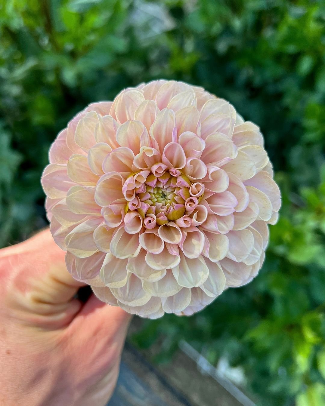 Close-up of hand with pink Dahlia flower.purple and yellow flowers..