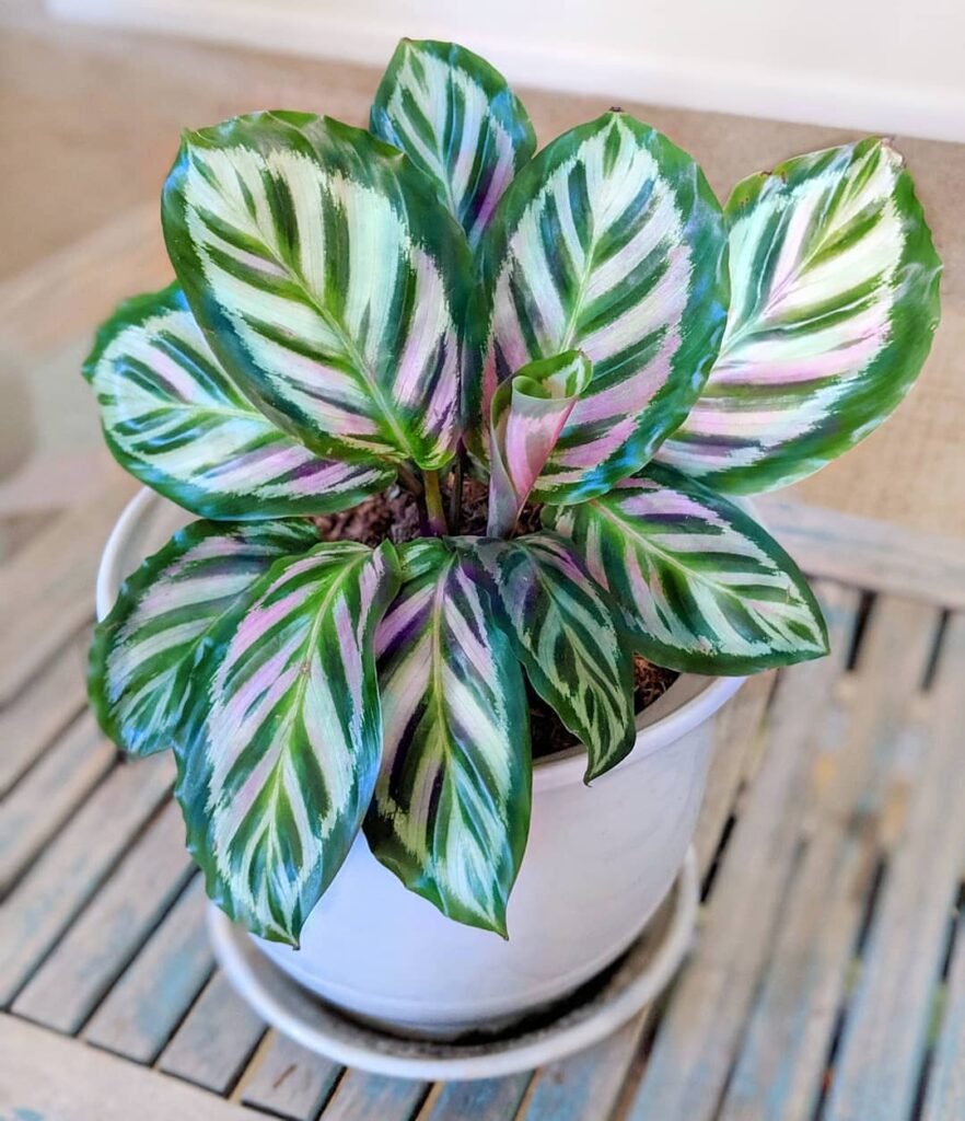 Striped pink and white Calathea Makoyana (Peacock Plant) displayed in white pot.