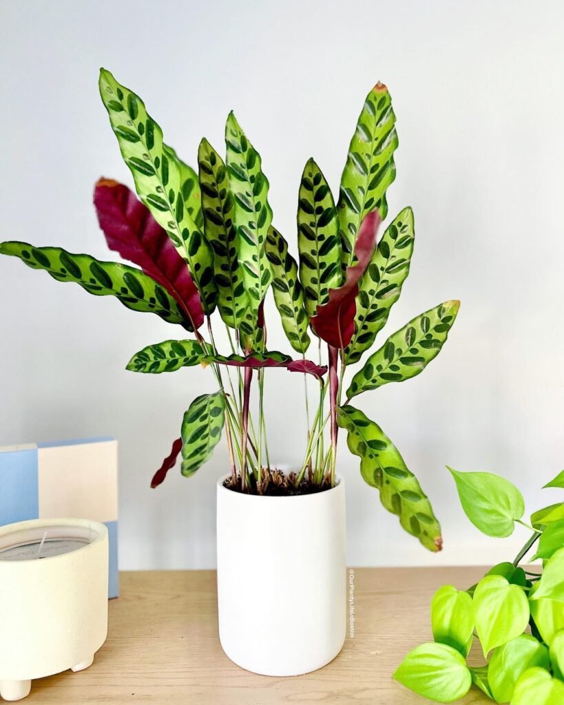 Close-up of the Calathea Lancifolia (Rattlesnake Plant) featuring green leaves and red stripes.