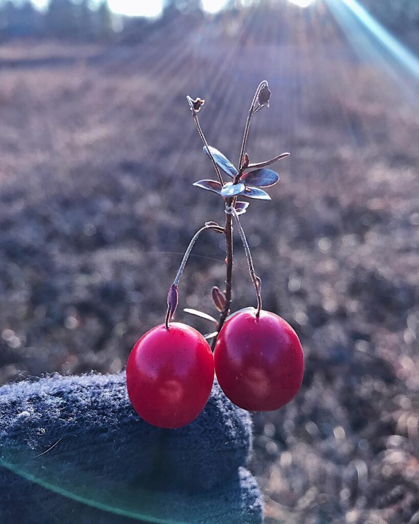 Australian Native Emu Apple with two cherries on a stick in a field.