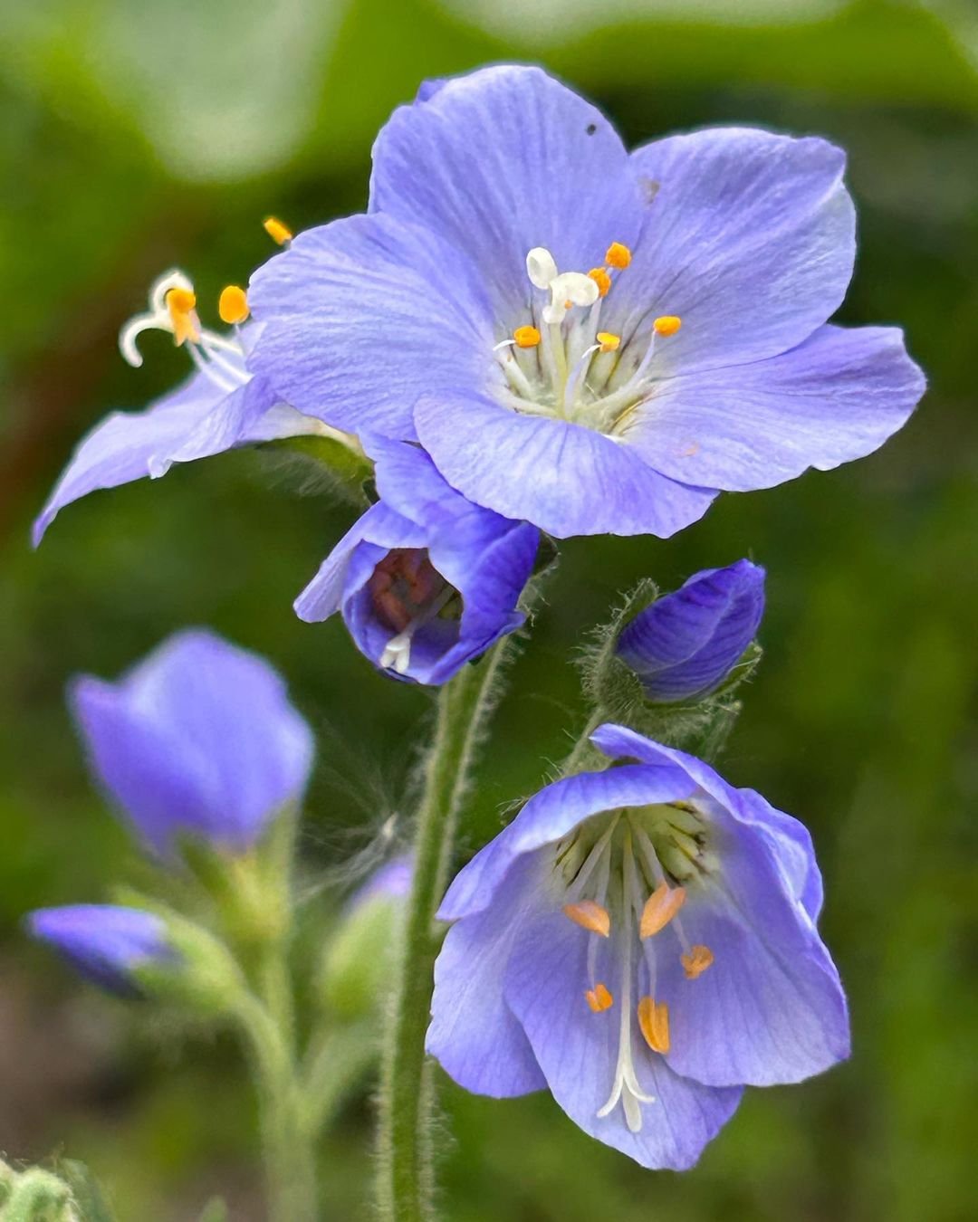 Vibrant blue Jacob's Ladder flower with striking yellow stamens.