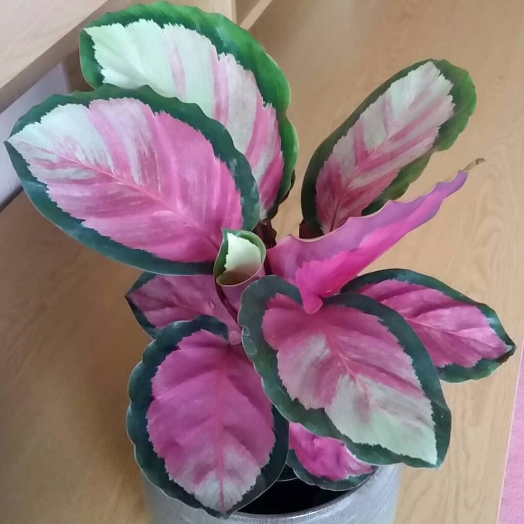  A Calathea Roseopicta, featuring pink and green leaves, elegantly displayed in a stylish pot.