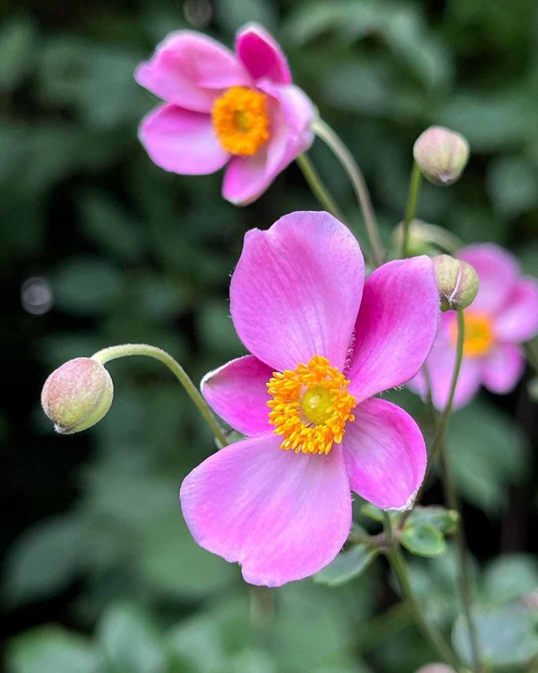 Pink Japanese Anemone flowers with yellow centers in full bloom.