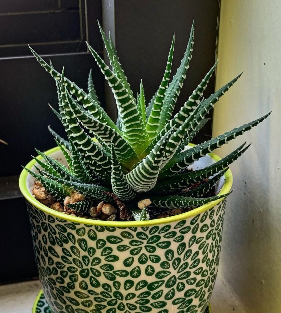  Small snake plant in pot, 5. Calathea Zebrina (Zebra Plant).