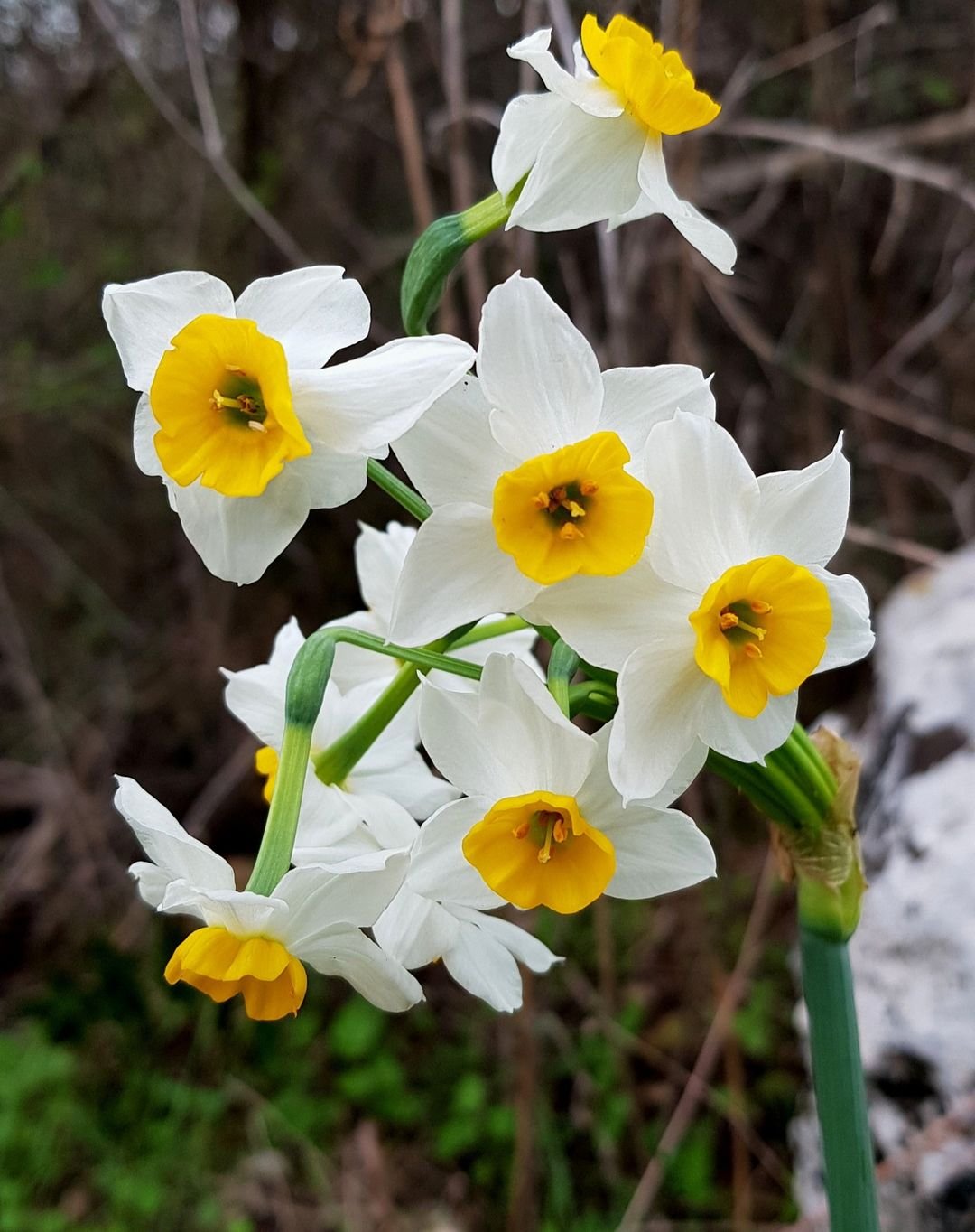 White and yellow daffodils (Narcissus) blooming in the woods.