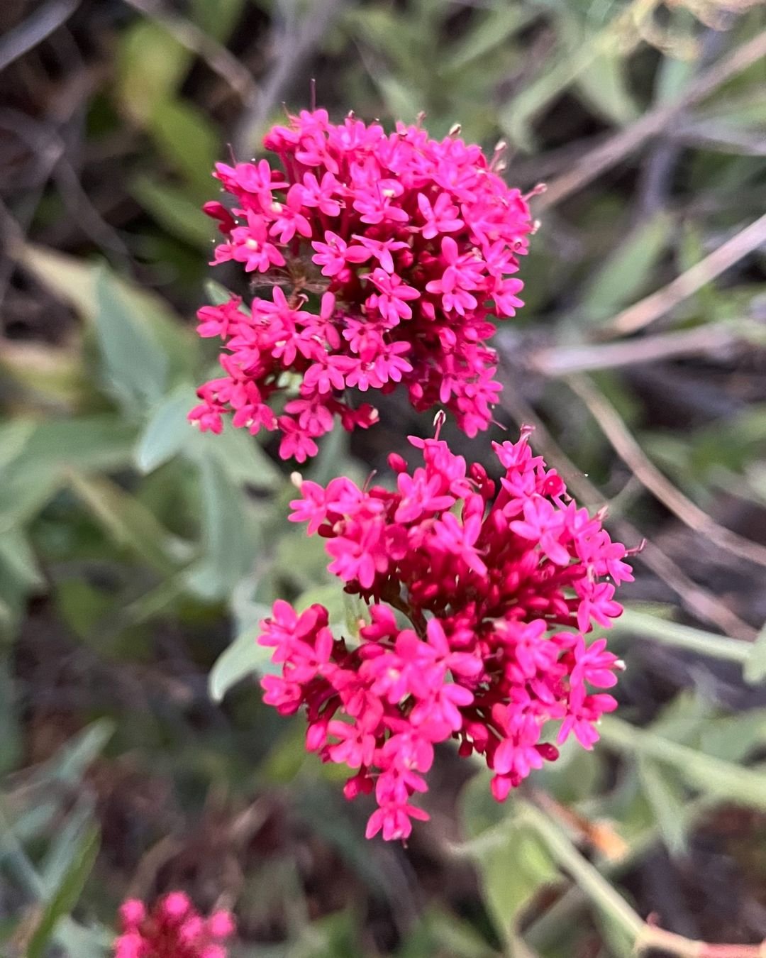  Pink Jupiter's Beard flowers in close-up.