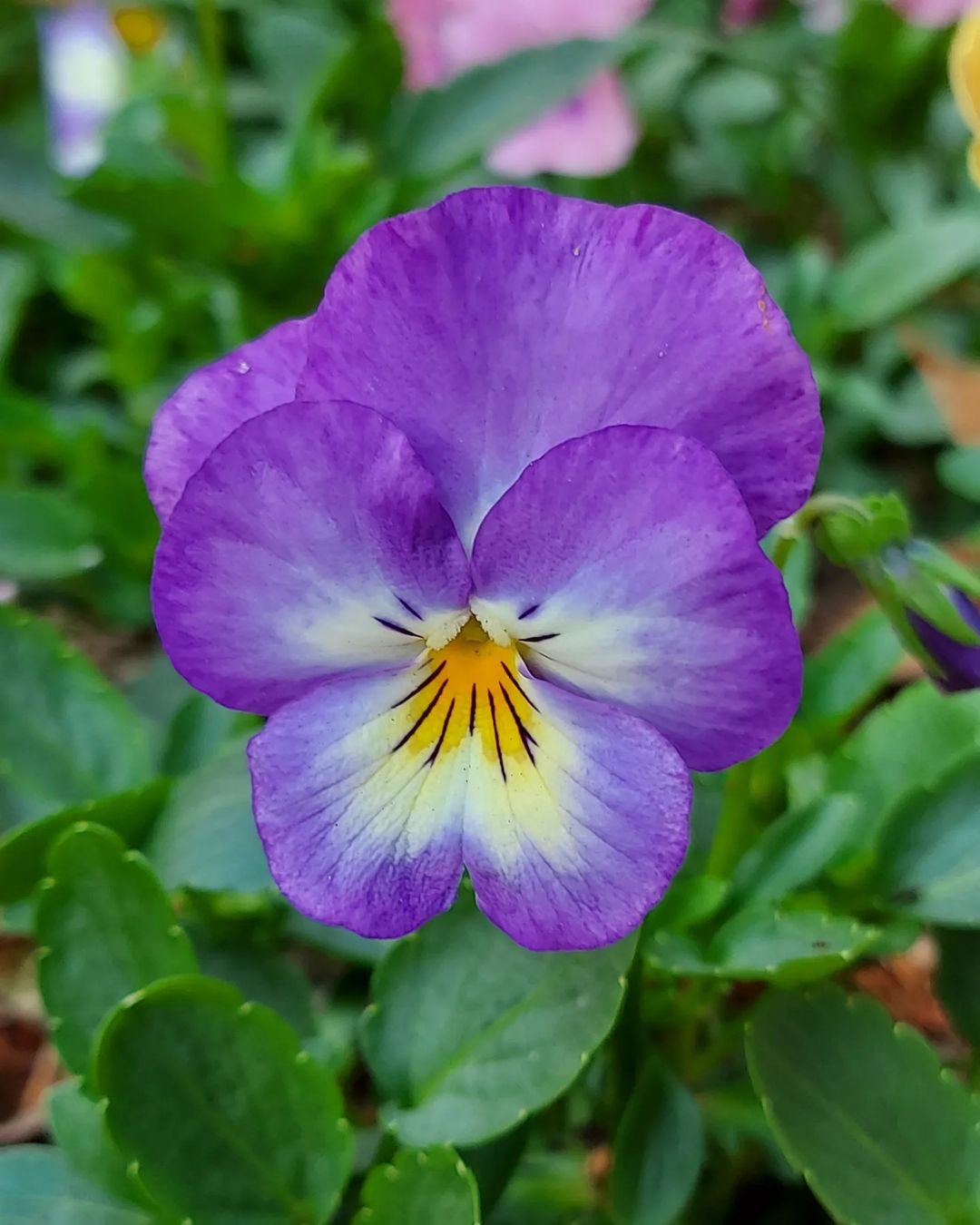 Purple pansy with yellow center surrounded by green leaves. 7. Pansy (Viola x wittrockiana).