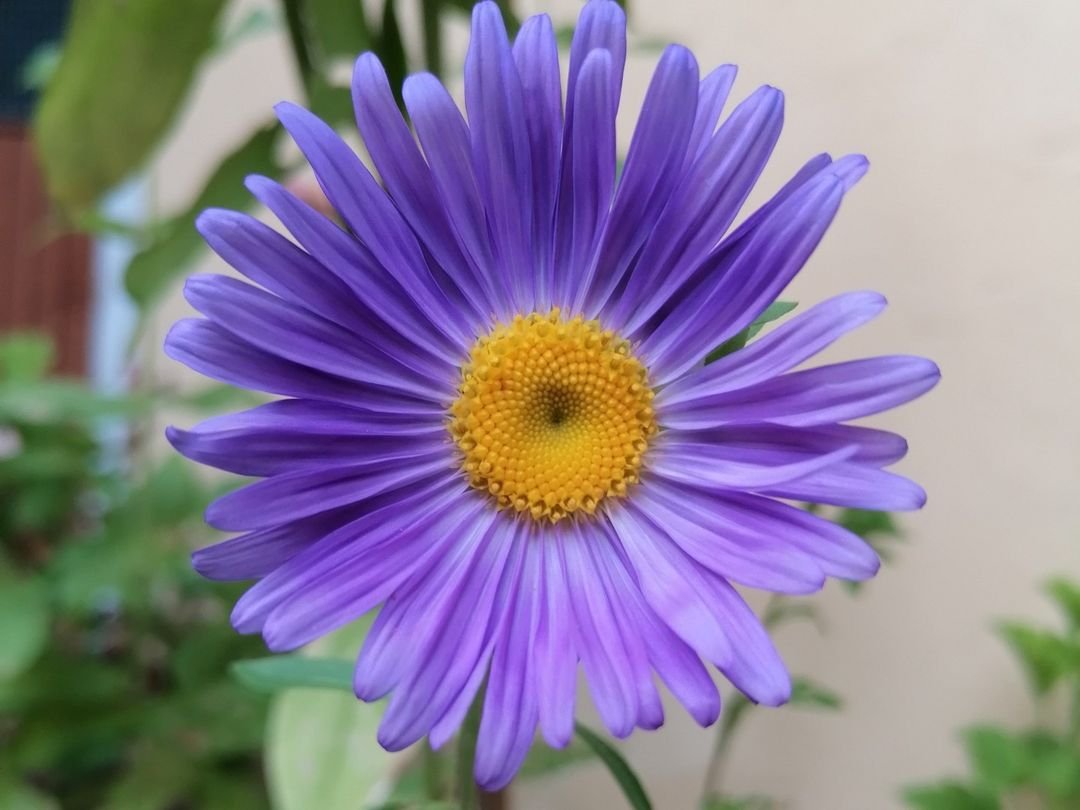 Purple Aster flower with yellow center in front of a wall.