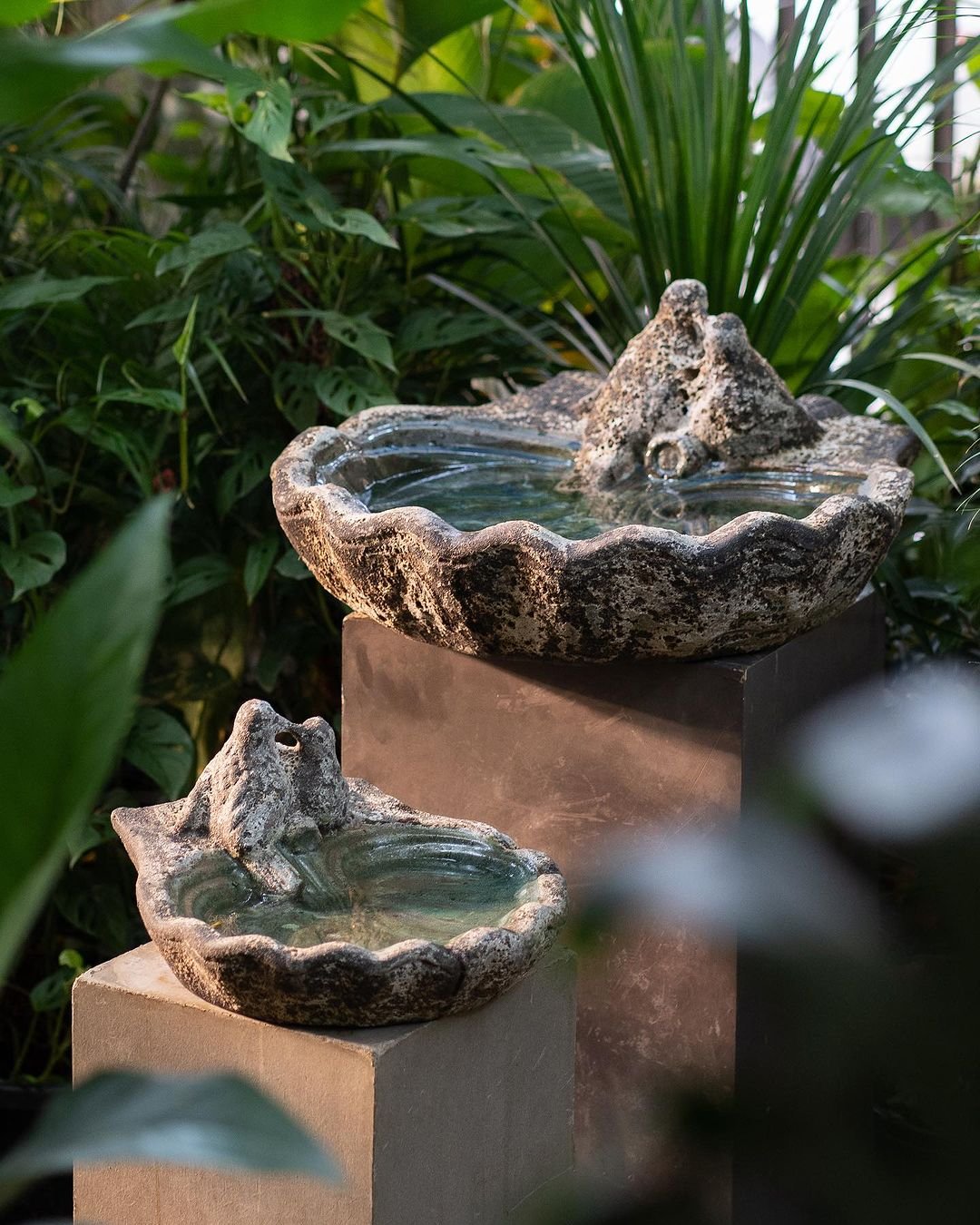  Image of a potted plant resting on a shelf, next to a birdbath.