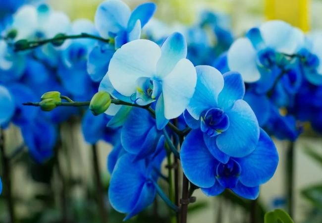 Blue Orchids : Nature’s Sapphire Beauties