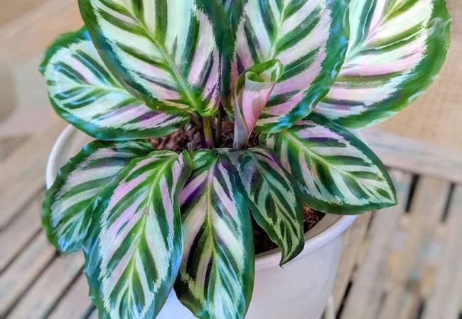 Calathea Varieties : A Guide to Popular Types and Their Care