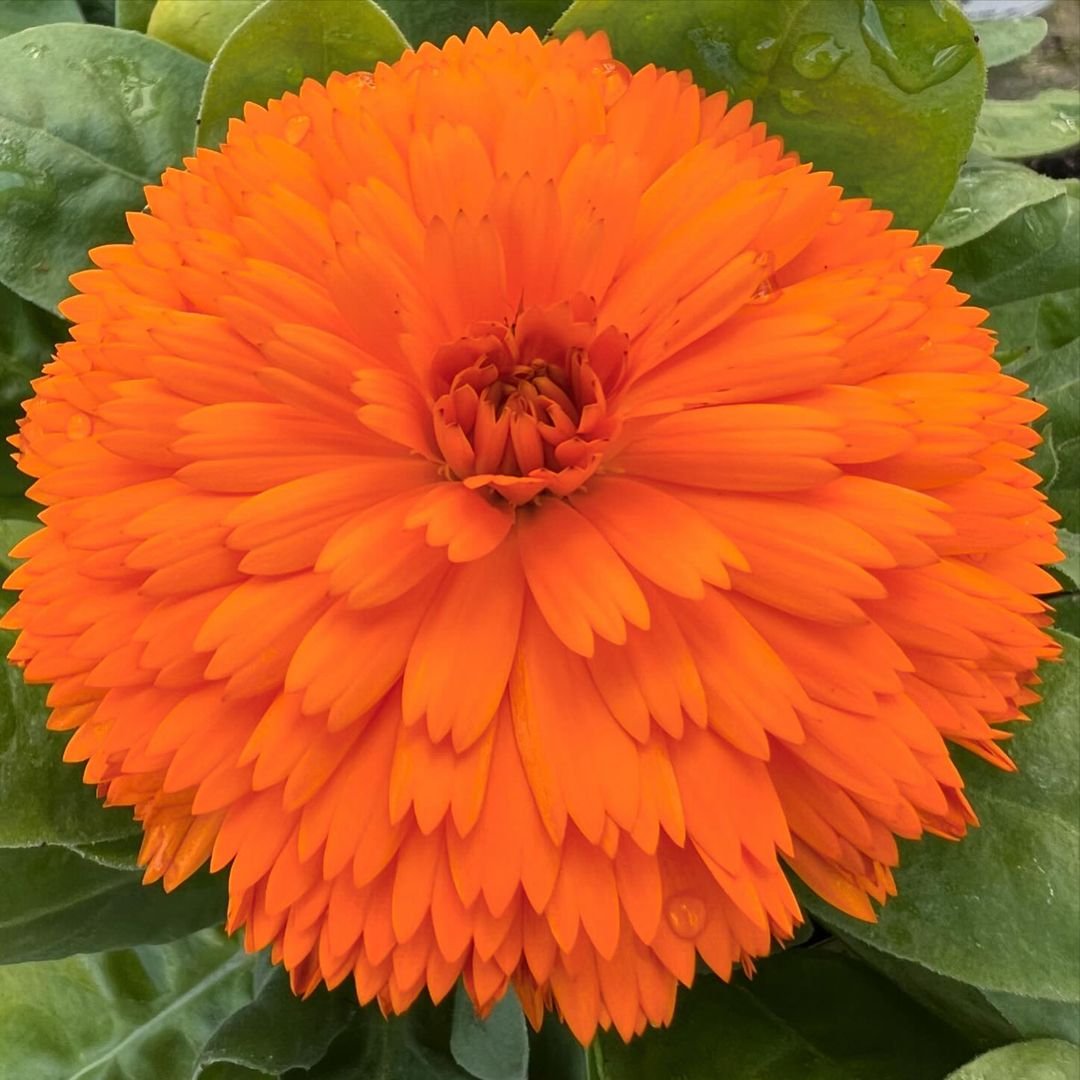 Calendula flower in striking orange hue, set against green leaves.