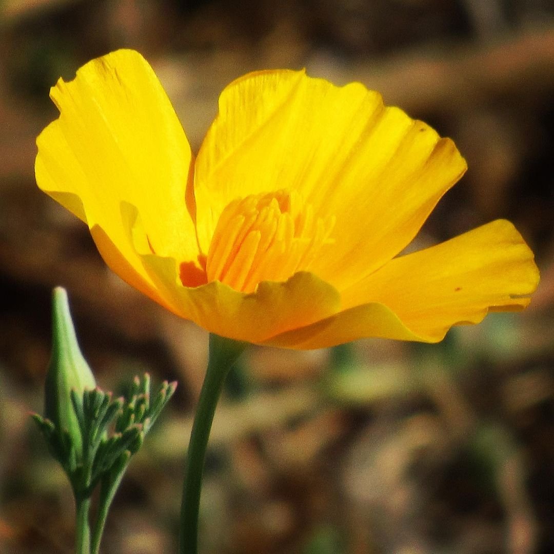 A California Poppy, a single yellow flower, stands out in the middle of a field.