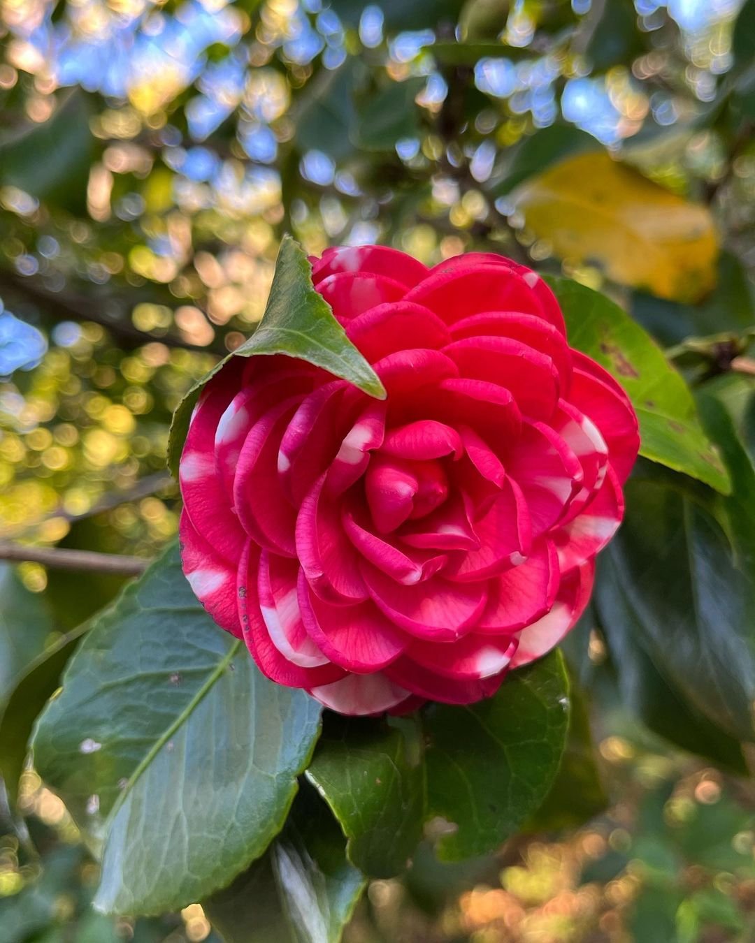 Beautiful red camellia blossom surrounded by fresh green leaves.