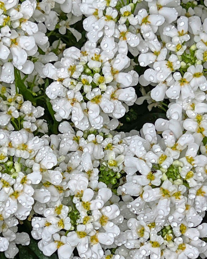 White Candytuft flowers with glistening water droplets.