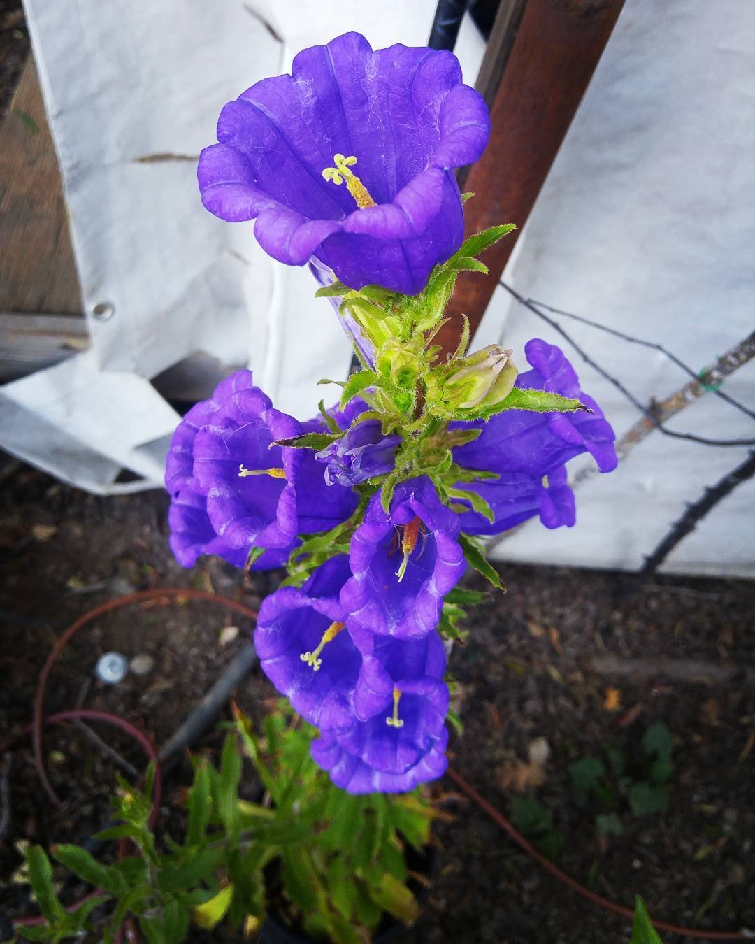 Stunning purple flower, known as Canterbury Bells.