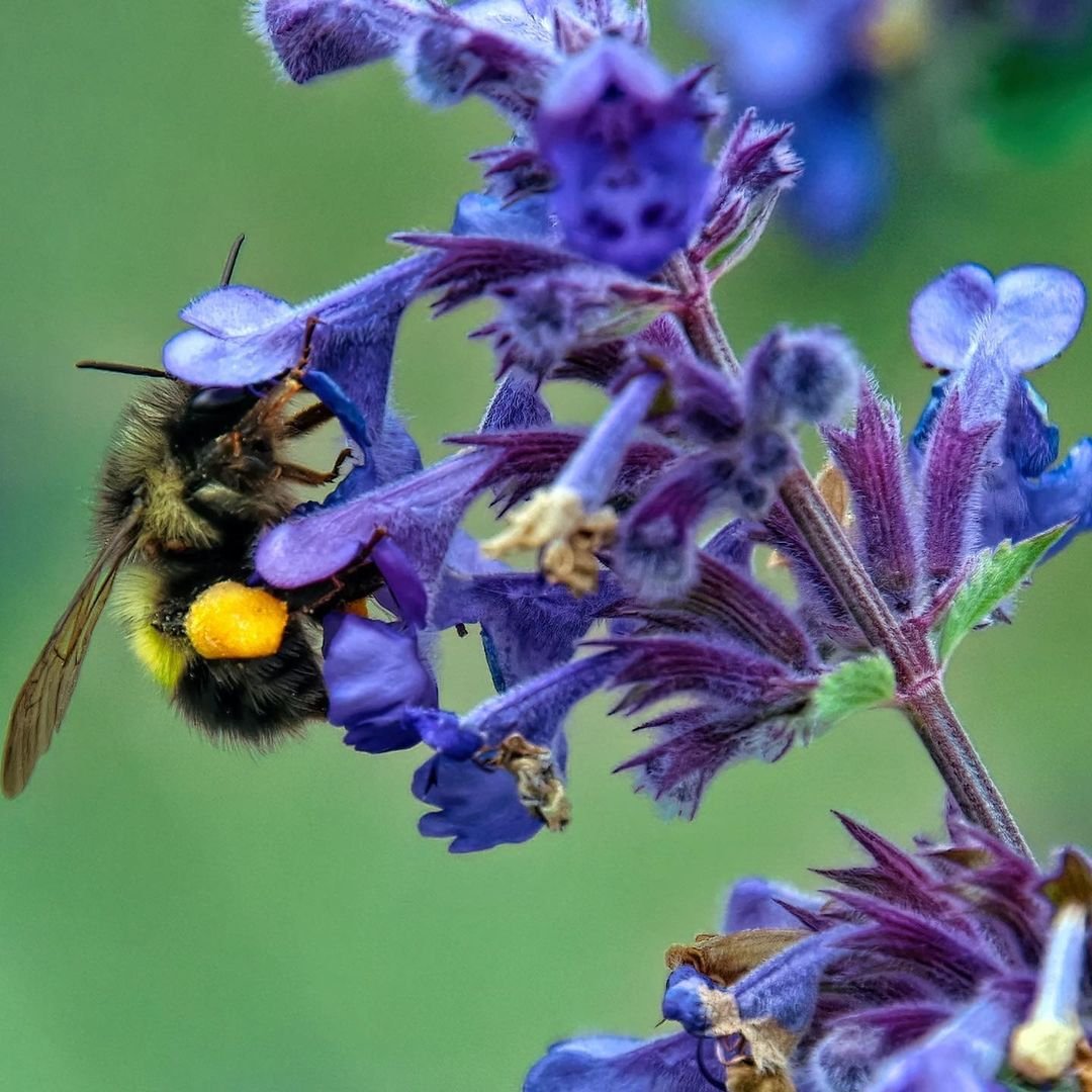 Close-up of a bee on a Catmint flower, showing purple petals and yellow center.