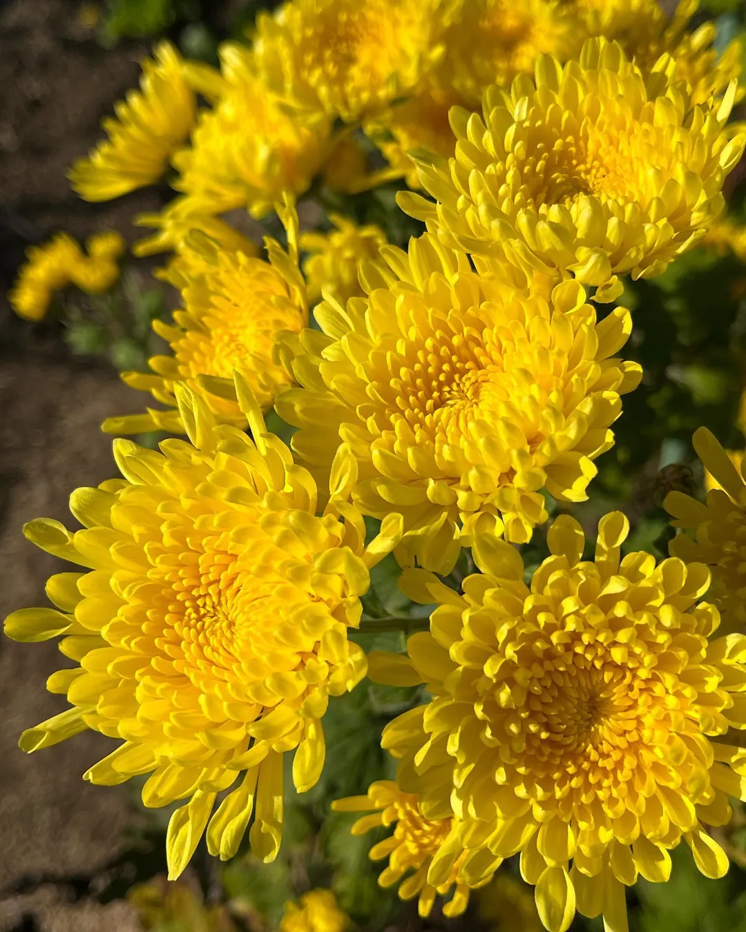 Yellow chrysanthemums blooming beautifully in the garden.