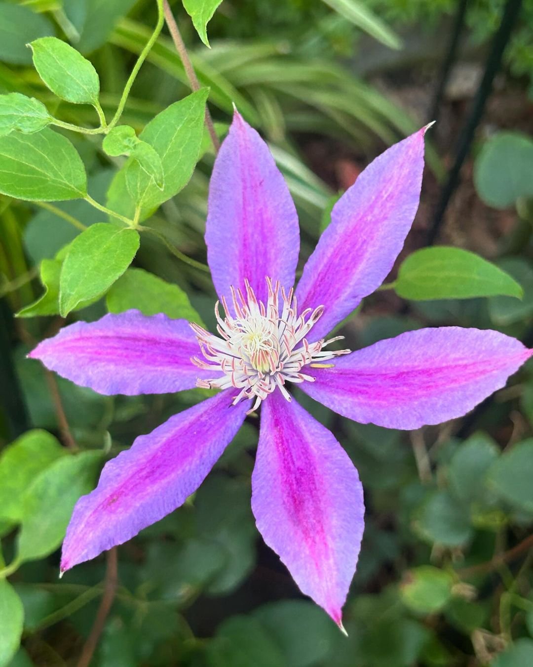 Vibrant purple Clematis blossom contrasted by fresh green leaves.