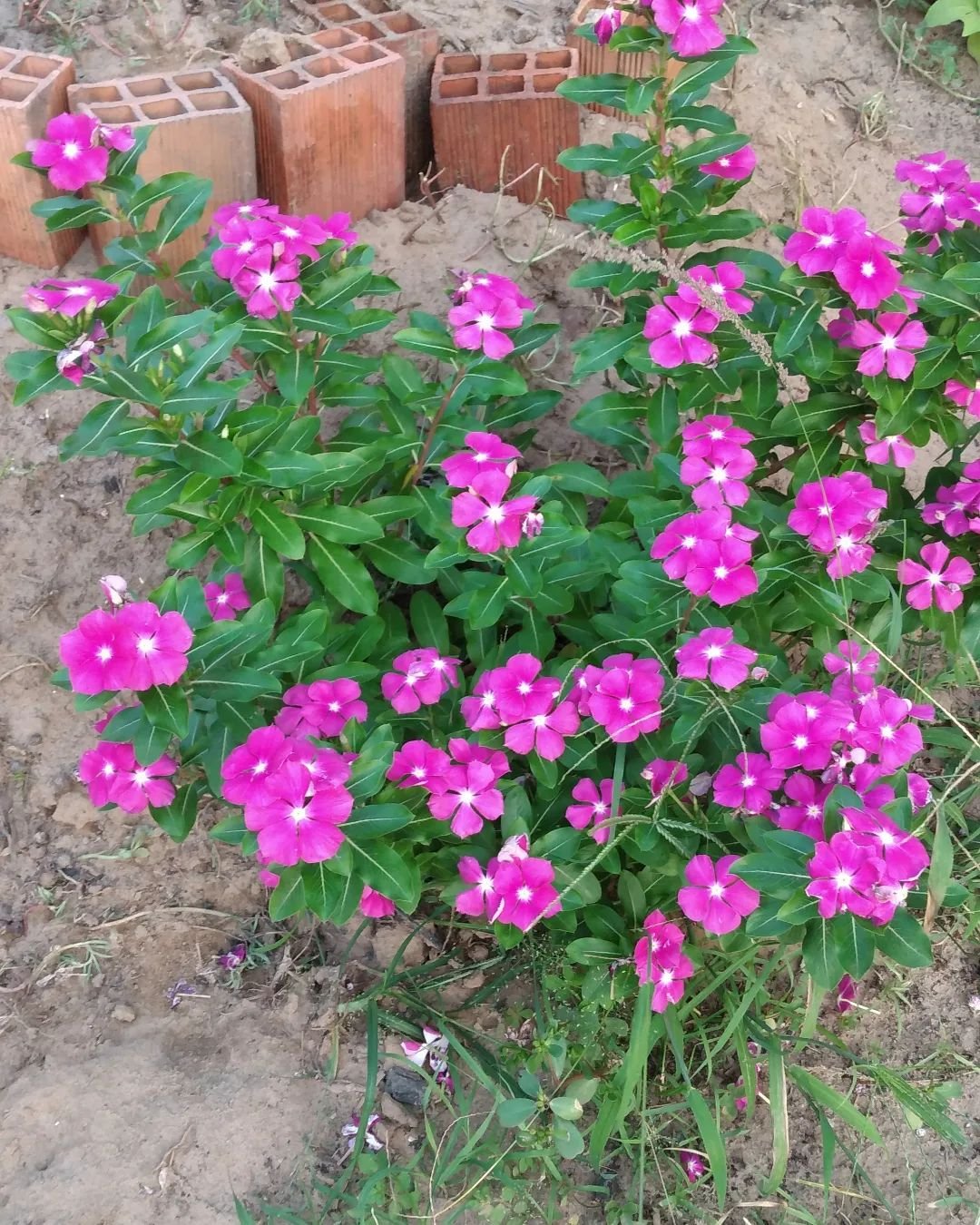 Beautiful pink Coleus flowers thriving near a brick wall.