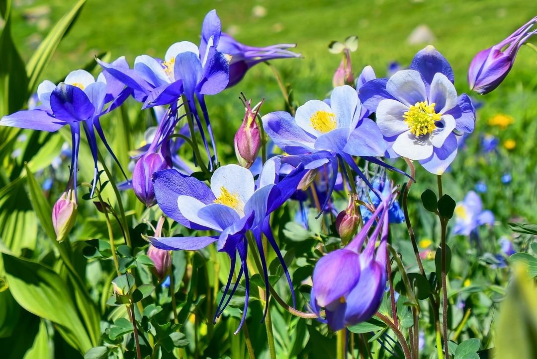  Colorado columbine, the state flower, with delicate white petals and yellow centers.