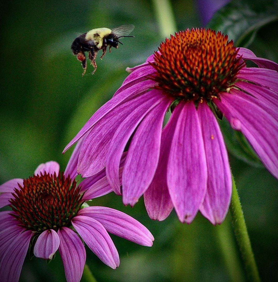 A bee hovering over a purple coneflower.