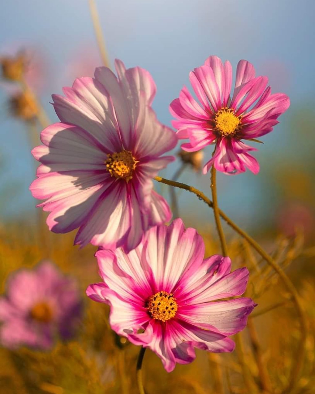  Image of colorful cosmos flowers captured by Jimmy Kirk.