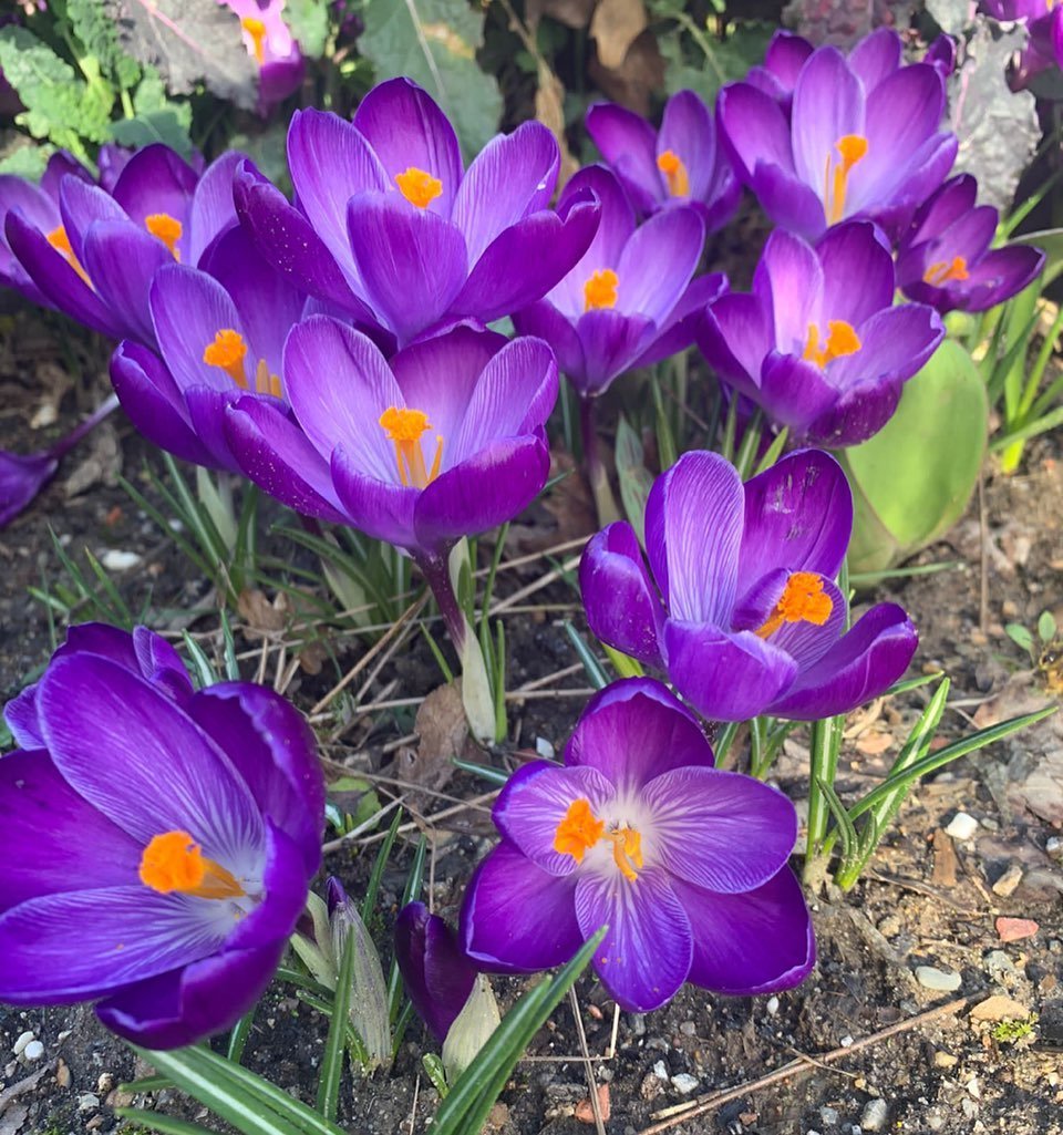 Purple Crocus flowers blooming in garden.