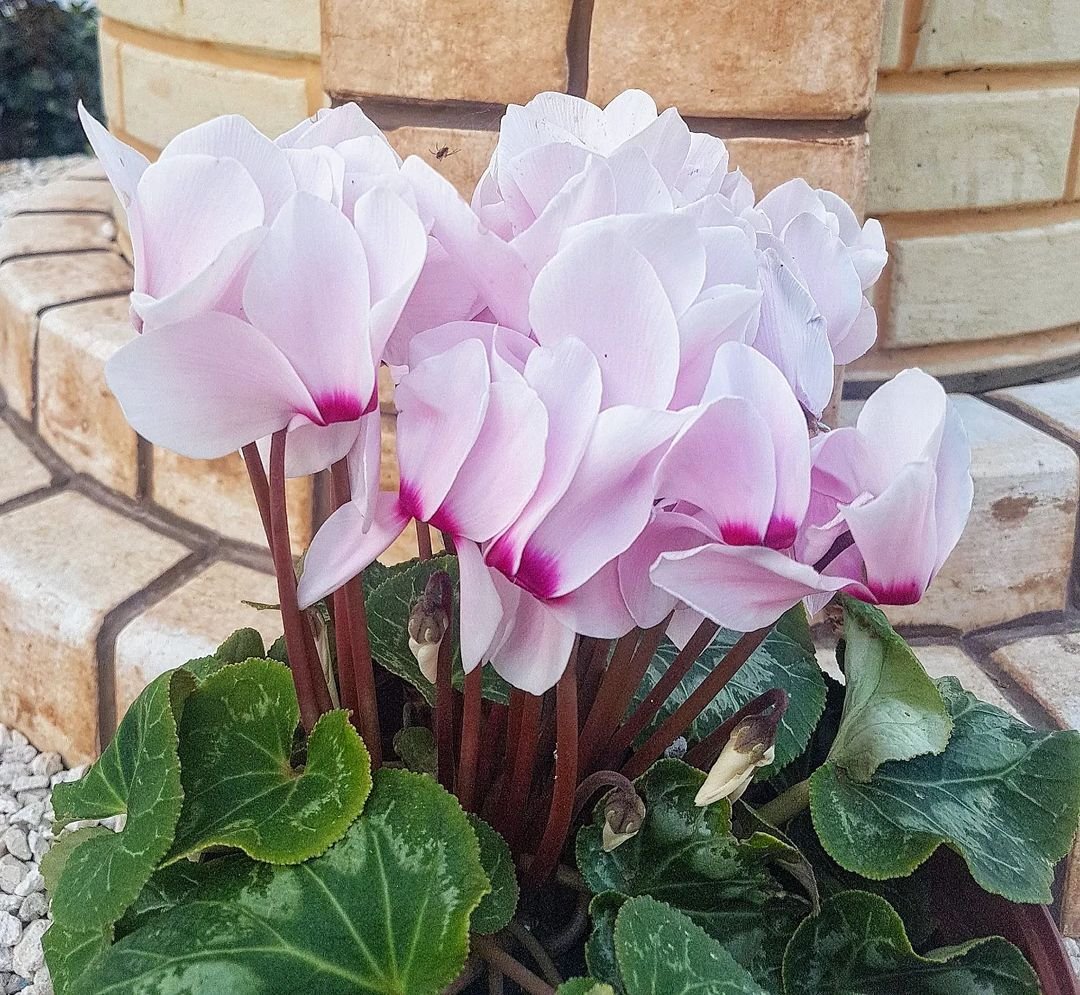 Cyclamen potted plant with pink flowers in front of brick building.