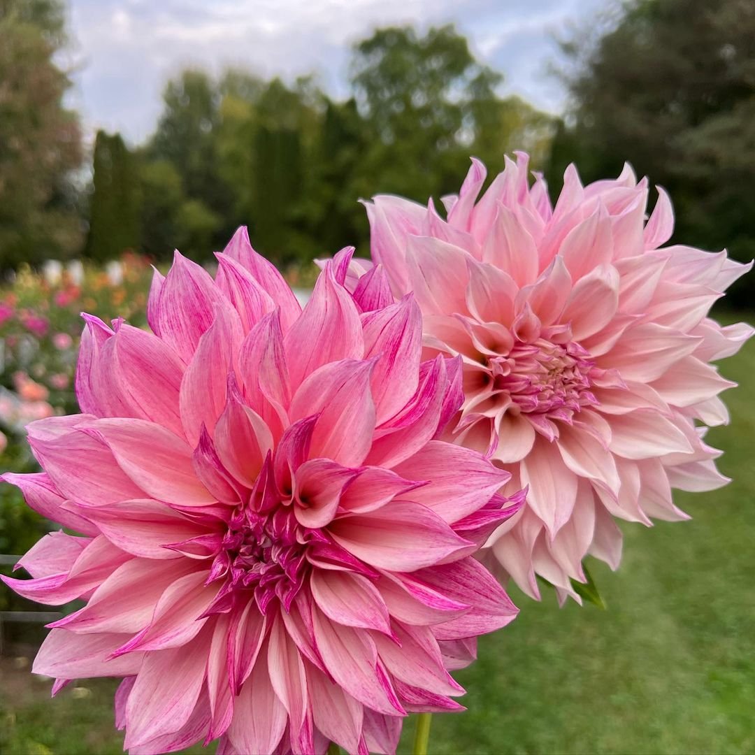 Two pink Dinner Plate dahlias blooming in a garden.