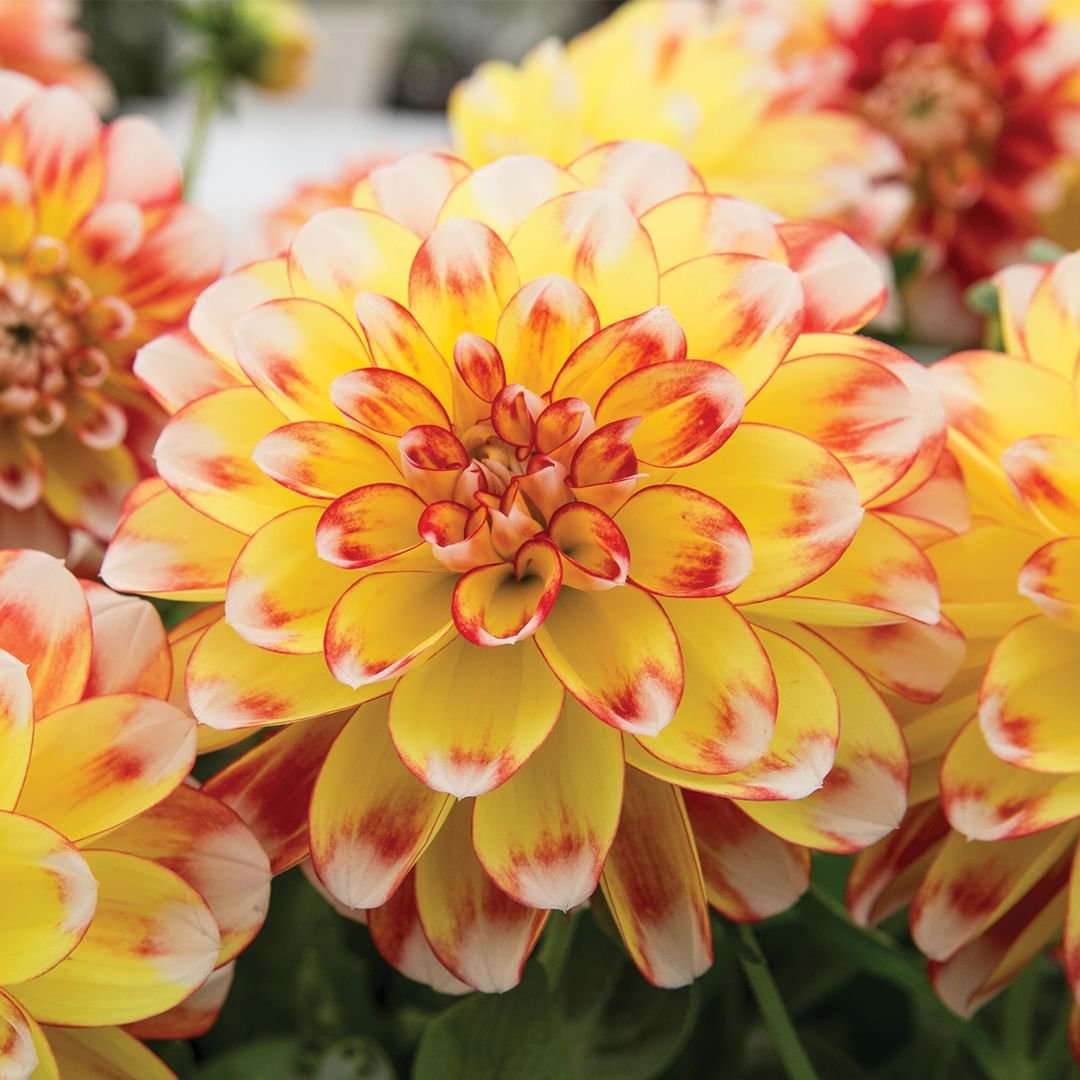 Close up of yellow and red Dahlia (Dwarf) flowers.