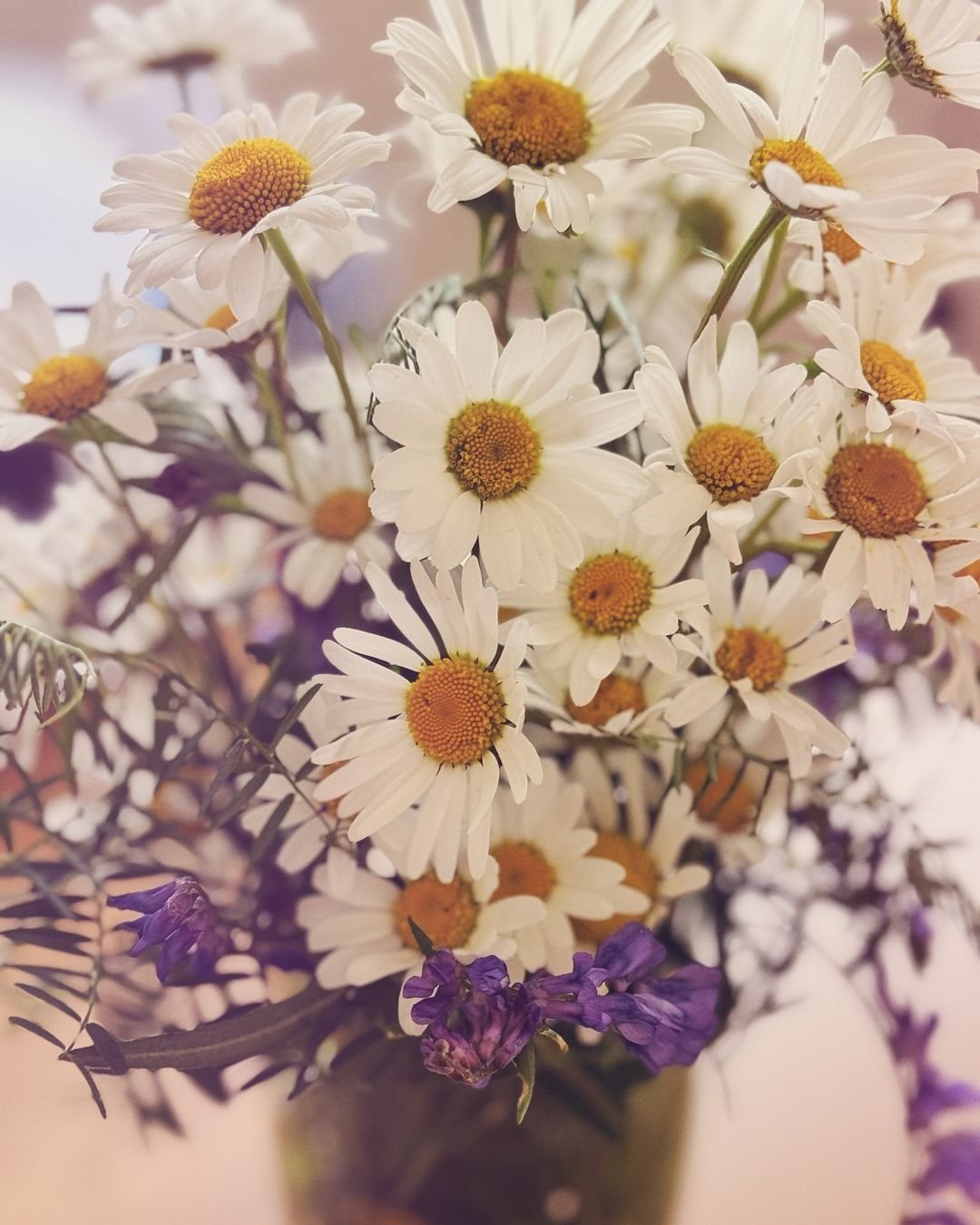 Beautiful daisies in a white and purple vase.