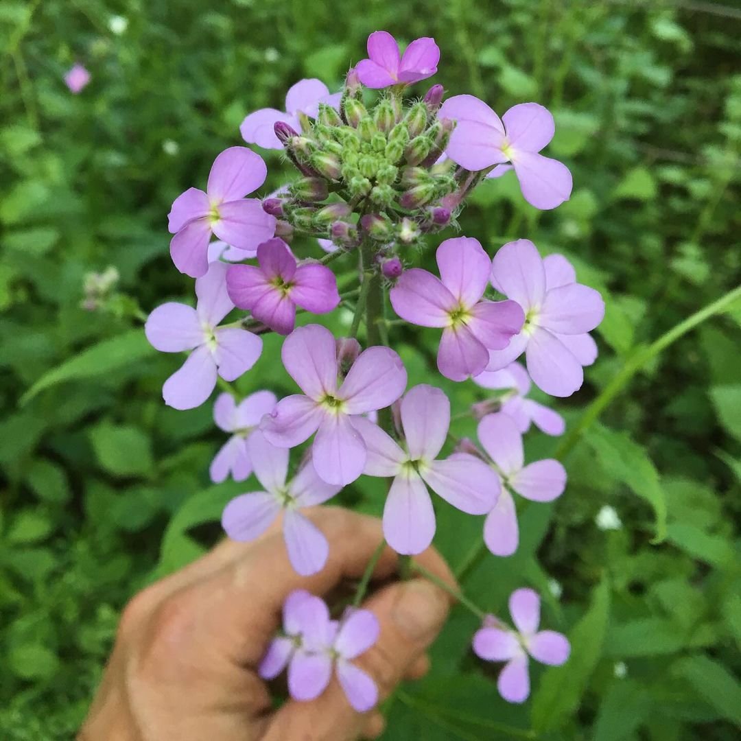 A hand holding a purple Dame's Rocket flower in a field.