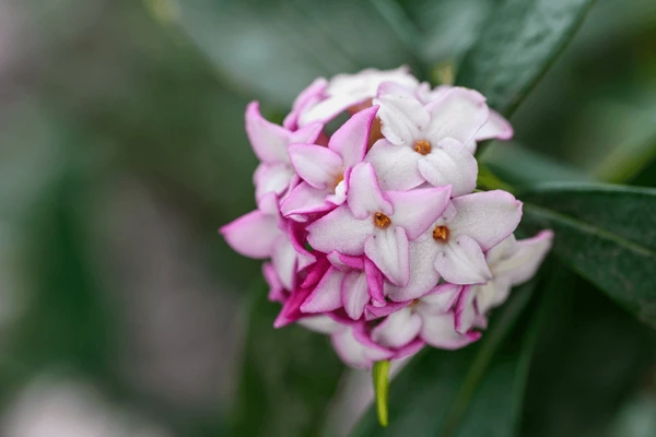 A close up of a white and pink Daphne flower.