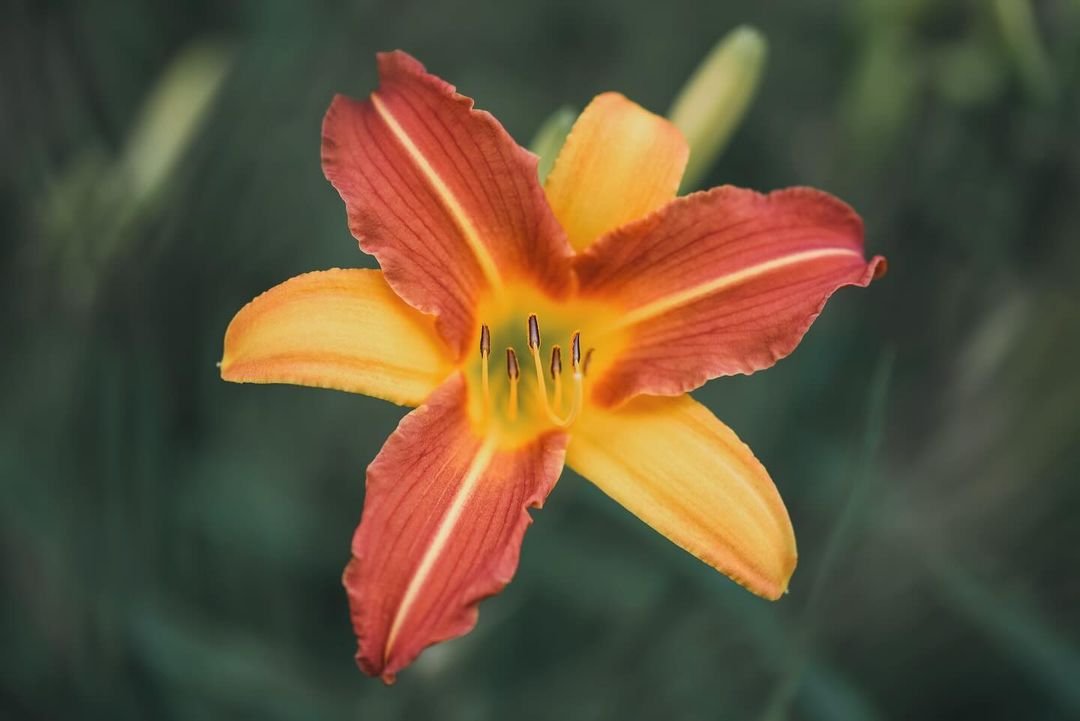  Daylily featuring red and orange petals with yellow center.