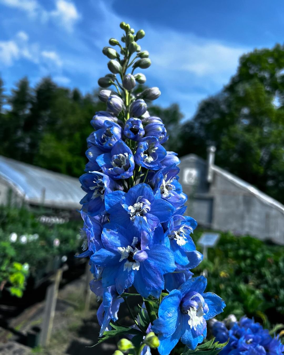  Vibrant blue Delphinium flowers in a greenhouse with a clear blue sky.