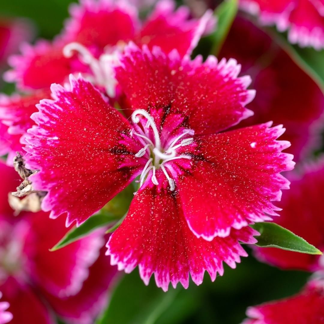 Vibrant red Dianthus flowers surrounded by green leaves.


