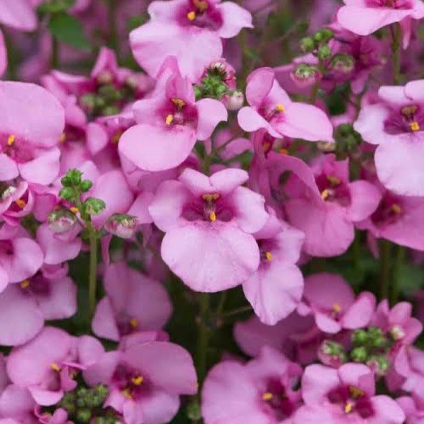 Pink Diascia flowers in close-up view.