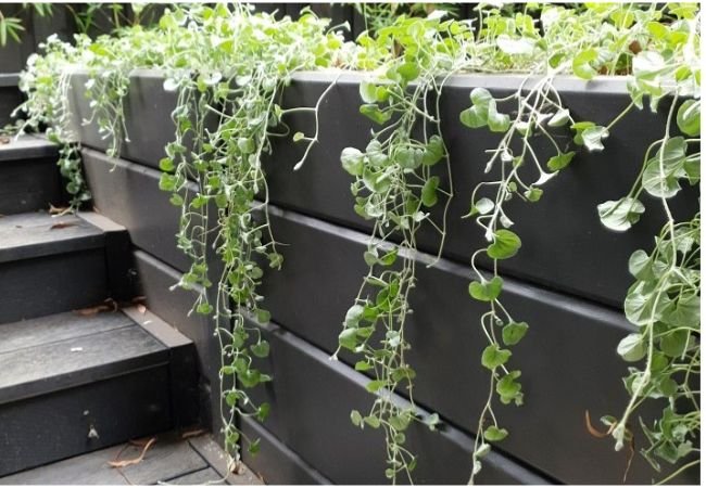 A planter with Dichondra Silver Falls plants, in black.