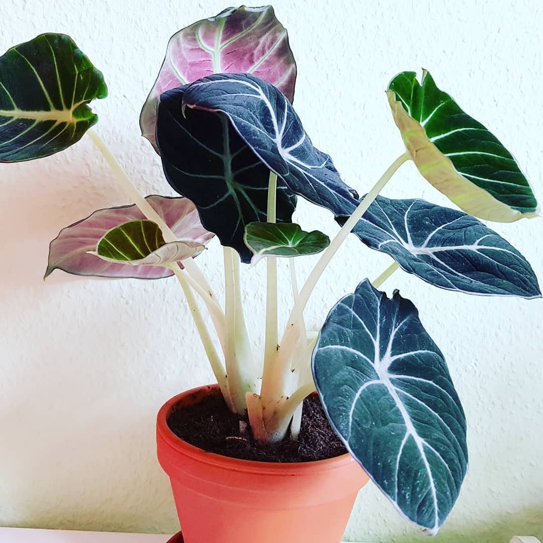 Image of a Dino Plant featuring green leaves and pink flowers.