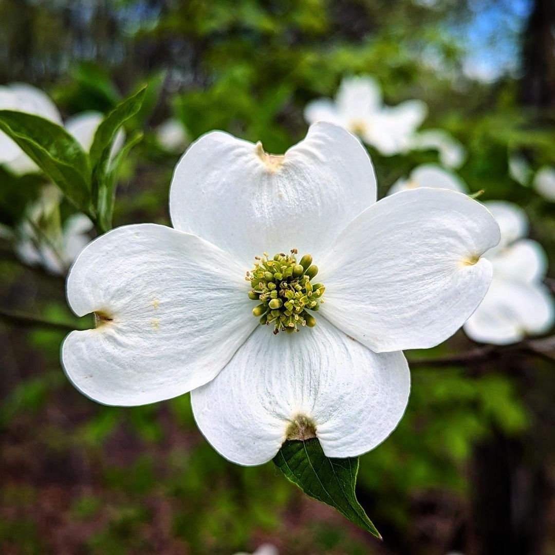 A blooming white Dogwood tree in spring.