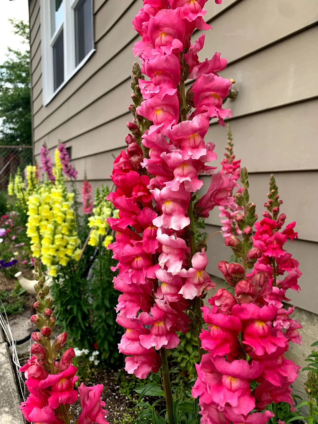A group of pink and yellow Dragon Flowers in front of a house.