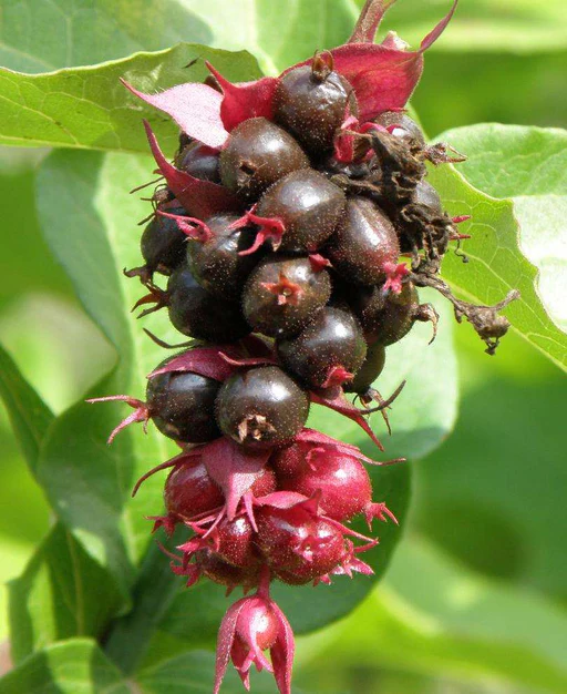 A cluster of black berries on a green leaf .Fruits That Start with E.