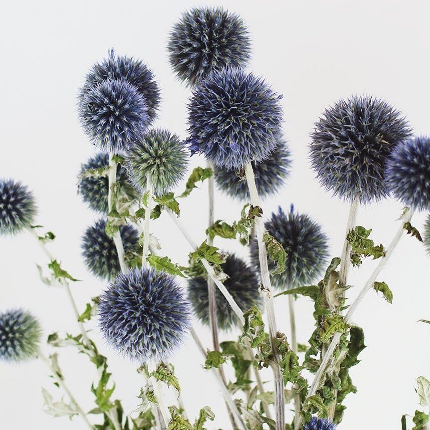  Blue Echinops flowers and leaves in a vase.